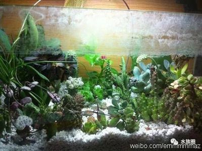 大魚缸改造植物缸：大魚缸改造植物缸的方法和注意事項 魚缸百科 第1張