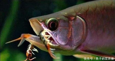 龍魚喂食蜈蚣會(huì)死嗎為什么：龍魚喂食蜈蚣會(huì)死嗎 龍魚百科 第1張