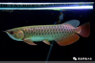 龍魚進新缸幾天喂食幾天換水一次：龍魚的喂食和換水頻率 龍魚百科 第1張