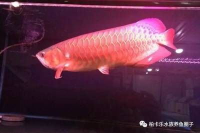 龍魚進新缸幾天喂食幾天換水一次：龍魚的喂食和換水頻率 龍魚百科 第3張