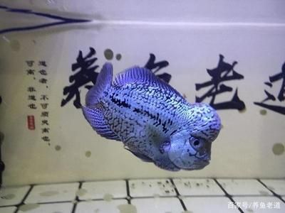 不需要打理的魚(yú)缸有哪些品種：不需要頻繁打理的魚(yú)缸