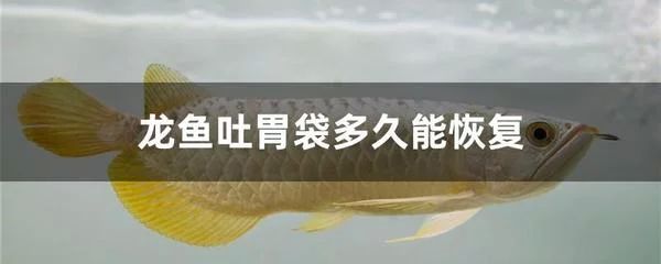 龍魚的胃袋幾天能長好：龍魚吐胃袋后的恢復(fù)時間一般需要7到10天左右 龍魚百科 第1張