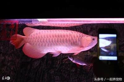 龍魚的胃袋幾天能長好：龍魚吐胃袋后的恢復(fù)時間一般需要7到10天左右 龍魚百科 第3張