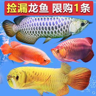 怎么挑選金龍魚幼苗品種：如何挑選金龍魚幼苗品種