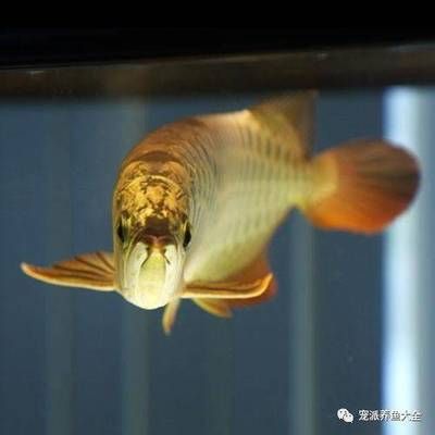 龍魚怎樣才能增色快些：龍魚增色的方法