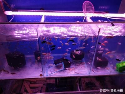 比較好養(yǎng)的魚缸觀賞魚品種：根據(jù)搜索結(jié)果推薦幾種比較好養(yǎng)的魚缸觀賞魚品種