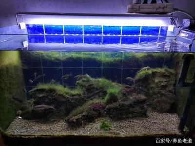 魚缸常見問題及處理方法：魚缸水質(zhì)渾濁怎么辦