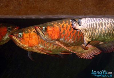 紅龍魚(yú)金龍魚(yú)混養(yǎng)：紅龍魚(yú)和金龍魚(yú)在一定的條件下可以混養(yǎng)嗎