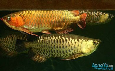 紅龍魚(yú)金龍魚(yú)混養(yǎng)：紅龍魚(yú)和金龍魚(yú)在一定的條件下可以混養(yǎng)嗎