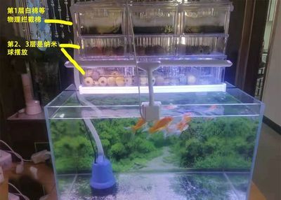 插電的魚缸怎么使用：插電魚缸的使用方法 魚缸百科 第3張