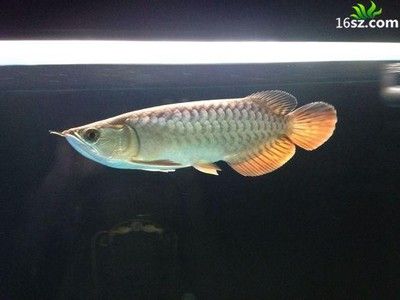 龍魚20天沒吃東西了會死嗎為什么：龍魚20天不吃東西了會死嗎 龍魚百科 第2張