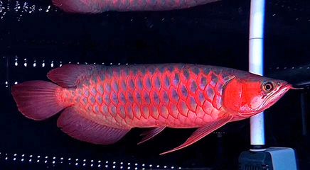 龍魚20天沒吃東西了會死嗎為什么：龍魚20天不吃東西了會死嗎 龍魚百科 第1張