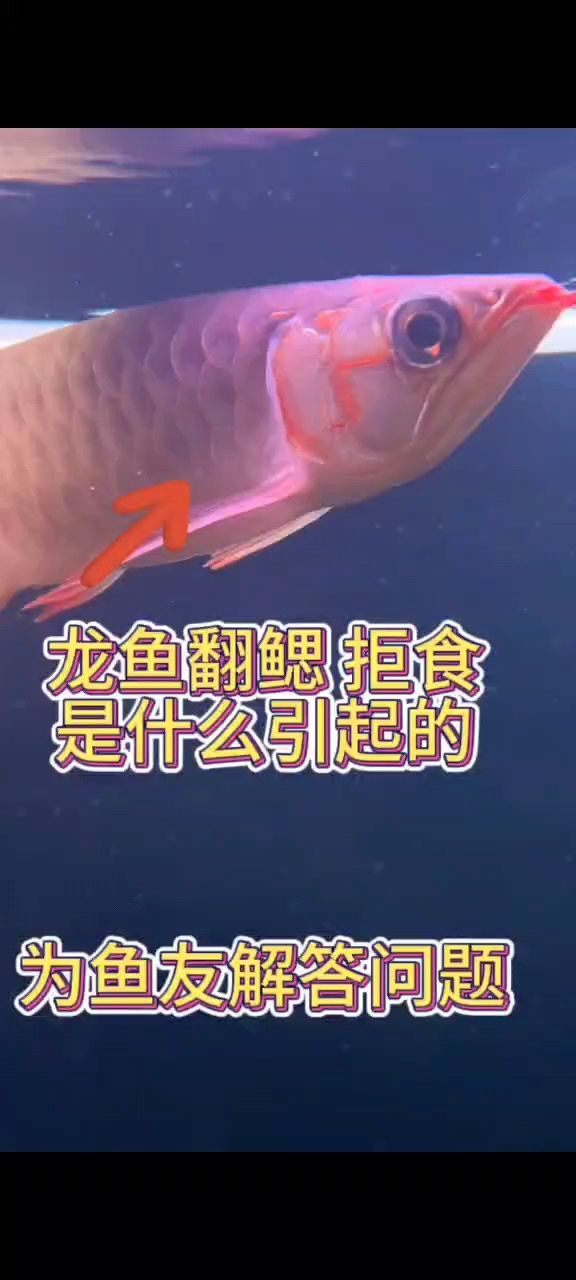 龍魚拒食翻鰓是什么引起的：為什么南美的樹葉這么好看？ 觀賞魚論壇