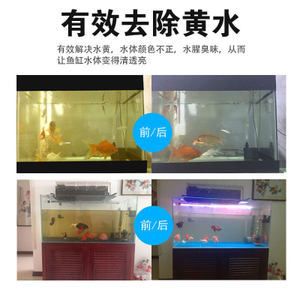 不用清理魚缸的魚叫什么名字 魚缸百科 第3張