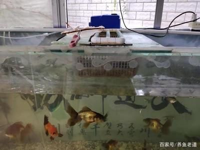 玻璃魚缸漏水補(bǔ)玻璃膠怎么補(bǔ)：玻璃魚缸漏水怎么辦