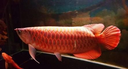 橙色龍魚(yú)變紅怎么回事：橙色龍魚(yú)變紅怎么回事橙色龍魚(yú)變紅怎么回事