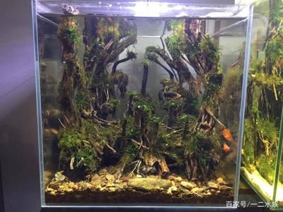 參賽魚缸造景：魚缸造景比賽現(xiàn)場制作的每一個作品都讓人叫絕 魚缸百科 第1張