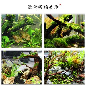 杜鵑藤魚缸造景圖：杜鵑藤魚缸造景的養(yǎng)護(hù)技巧水草造景的養(yǎng)護(hù)技巧 魚缸百科 第3張