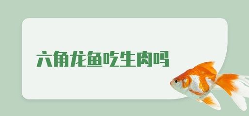 龍魚吃生肉嗎：龍魚可以吃生肉嗎，