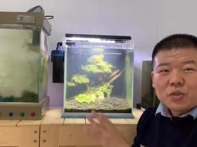 玻璃魚缸做盆景好不好：玻璃魚缸制作微型植物盆景 魚缸百科 第4張