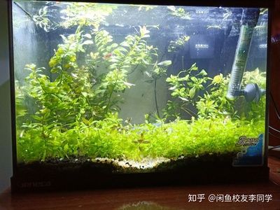 不用水草的魚缸造景好嗎：魚缸造景不一定需要水草 魚缸百科 第3張