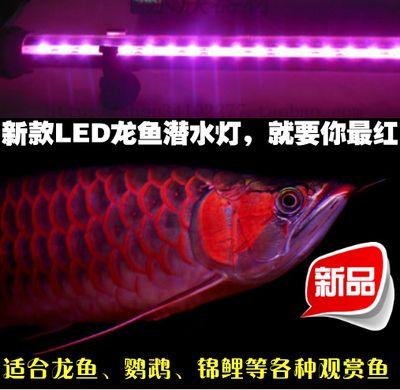 龍魚用led燈好嗎：關于led燈對龍魚發(fā)色的影響，龍魚用led燈好嗎