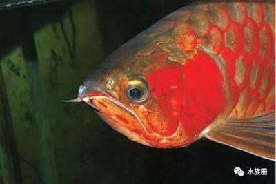 龍魚(yú)眼睛變白了怎么治療：龍魚(yú)眼睛變白了怎么辦 龍魚(yú)百科 第2張