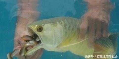 小金龍魚喂什么食物：小金龍魚的喂養(yǎng)食物 龍魚百科 第1張