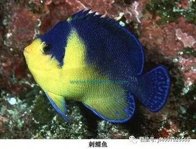 火箭魚和龍魚混養(yǎng)好嗎：火箭魚和龍魚可以混養(yǎng)嗎