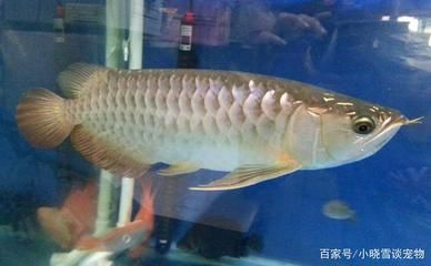 白金龍魚生活在哪里最好：白金龍魚最適合生活在水質(zhì)清澈、硬度適中、硬度適中