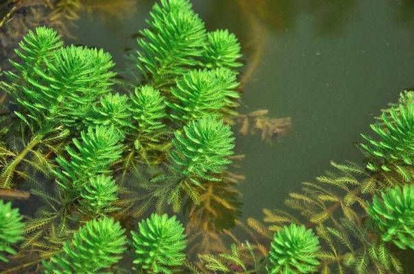 大魚缸水草哪種好養(yǎng)一點兒：大魚缸水草適合大魚缸的水草菊花草，適合大型魚缸造景 魚缸百科 第2張