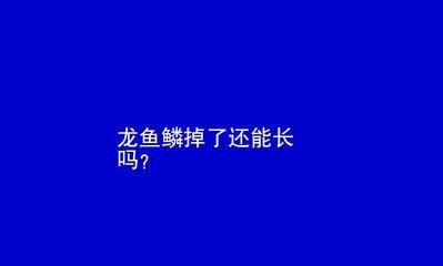 龍魚的魚鱗掉了一個(gè)可以恢復(fù)嗎：龍魚的魚鱗掉了一個(gè)可以恢復(fù)嗎龍魚的魚鱗掉了一個(gè)可以恢復(fù)嗎