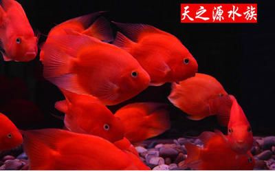 1.8米魚缸養(yǎng)多少條發(fā)財魚：1.8米魚缸養(yǎng)多少條發(fā)財魚1.8米魚缸養(yǎng)多少條發(fā)財魚 魚缸百科 第2張