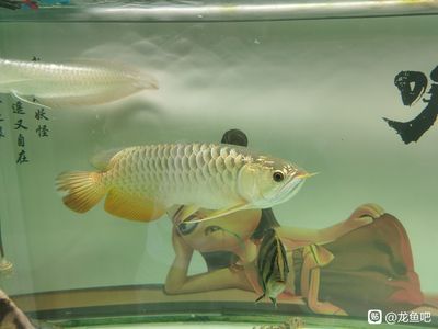 龍魚吃了大白片怎么辦：龍魚吃了大白片會(huì)出現(xiàn)不良反應(yīng)但具體處理方法需要注意 龍魚百科 第2張