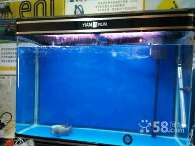 150長50寬的魚缸能養(yǎng)龍魚嗎：一個150長50寬的魚缸可以養(yǎng)殖銀龍魚嗎