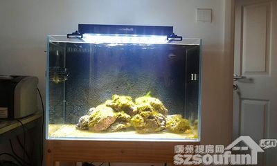 從風(fēng)水角度魚缸放家里什么位置好：魚缸擺放位置對于家庭運(yùn)勢和財富有著重要的影響 魚缸百科 第1張