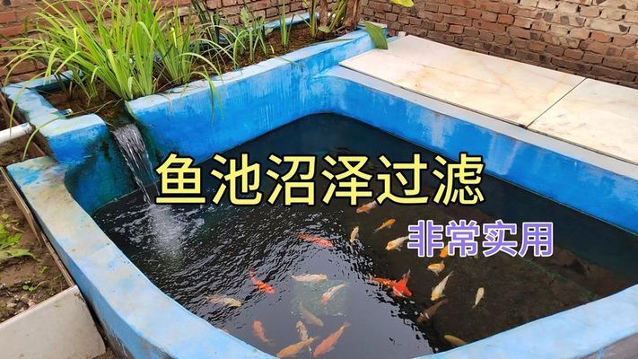 大水缸做魚缸沼澤過濾