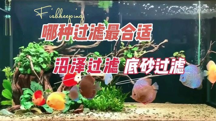 大水缸做魚缸沼澤過濾 魚缸百科 第4張