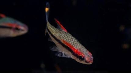 龍魚(yú)吃一眉道人嗎：一眉道人魚(yú)是否會(huì)吃一眉道人魚(yú)但是龍魚(yú)是否會(huì)吃一眉道人魚(yú)