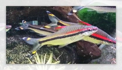 龍魚(yú)吃一眉道人嗎：一眉道人魚(yú)是否會(huì)吃一眉道人魚(yú)但是龍魚(yú)是否會(huì)吃一眉道人魚(yú)