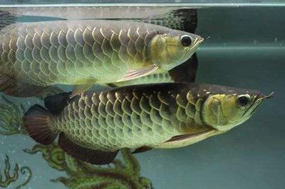 掉眼龍魚可以買嗎多少錢：掉眼龍魚價格取決于多少錢掉眼龍魚可以買嗎 龍魚百科 第3張