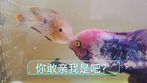 搬運(yùn)魚缸時(shí)碰壞了,柜子完好,光買缸子可以么？：魚缸在搬運(yùn)過(guò)程中損壞了怎么辦？ 魚缸百科 第1張