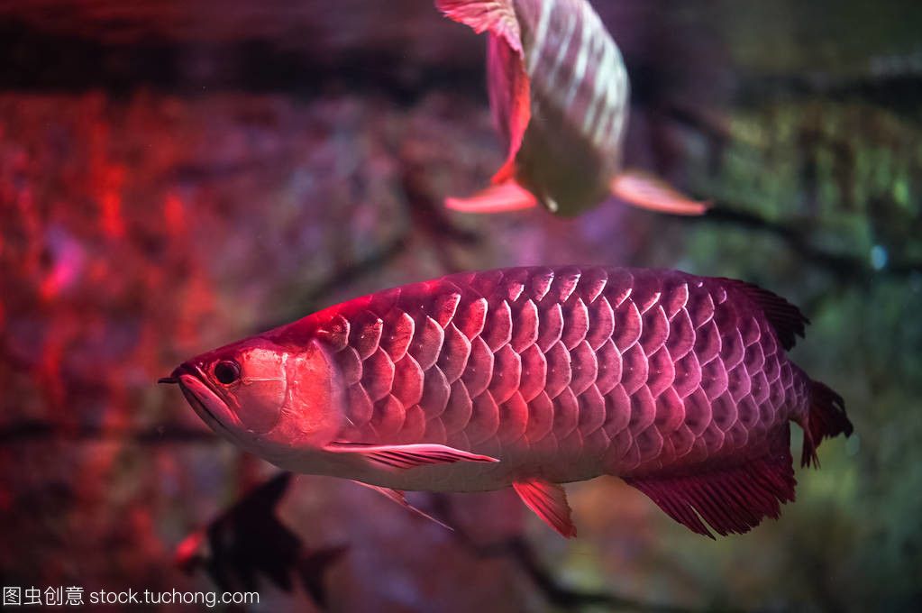 觀賞紅龍魚的說說文案怎么寫：紅龍魚被譽為“水中的活化石”，被譽為“水中的活化石” 龍魚百科 第1張