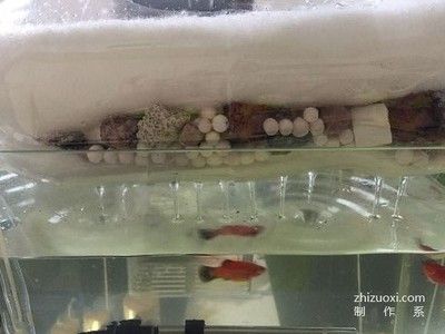 成品魚缸上濾如何放更多濾材：成品魚缸上濾如何放更多濾材可以增加過濾效果