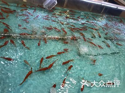 愛樂游魚缸：愛樂游魚缸質量如何？ 魚缸百科 第4張