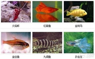 常見的小型觀賞魚有哪些：小型觀賞魚種類及其特點 魚缸百科 第3張