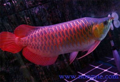 紅龍魚(yú)鱗片底色是什么：紅龍魚(yú)的鱗片底色 龍魚(yú)百科 第3張