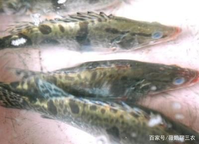 慈鯛魚能養(yǎng)多大的魚缸：慈鯛魚缸尺寸應(yīng)該根據(jù)魚的種類、混養(yǎng)情況以及水溫的調(diào)節(jié)需求