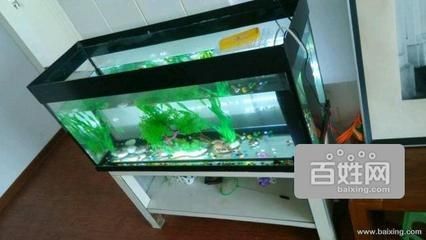 搬家先搬魚缸嗎：大型魚缸搬運注意事項在搬家過程中需要注意的事項 魚缸百科 第1張