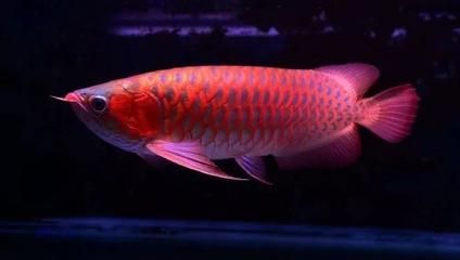 50厘米紅龍魚用什么燈光好：50厘米的紅龍魚適合什么燈光？ 龍魚百科 第2張